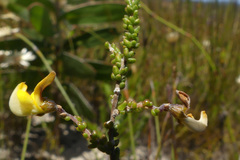 Aspalathus microphylla