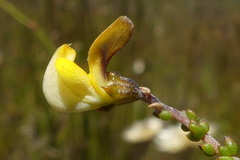 Aspalathus microphylla