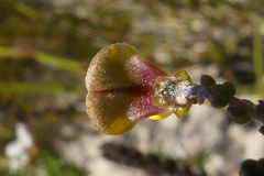 Aspalathus microphylla