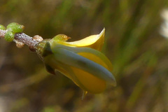 Aspalathus microphylla