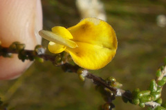 Aspalathus microphylla
