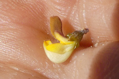 Aspalathus microphylla