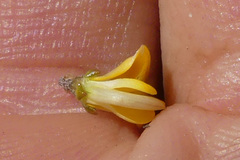 Aspalathus microphylla