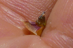 Aspalathus microphylla