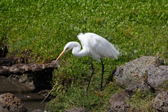 Ardea alba