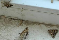 Drasteria picta