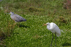 Ardea alba