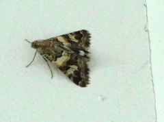 Drasteria picta