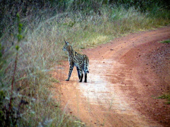 Leptailurus serval serval