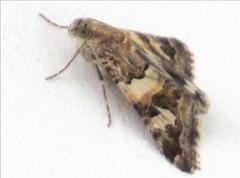Drasteria picta