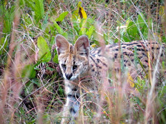 Leptailurus serval serval