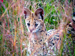Leptailurus serval serval