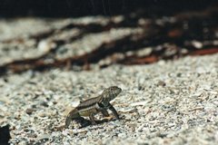 Microlophus peruvianus