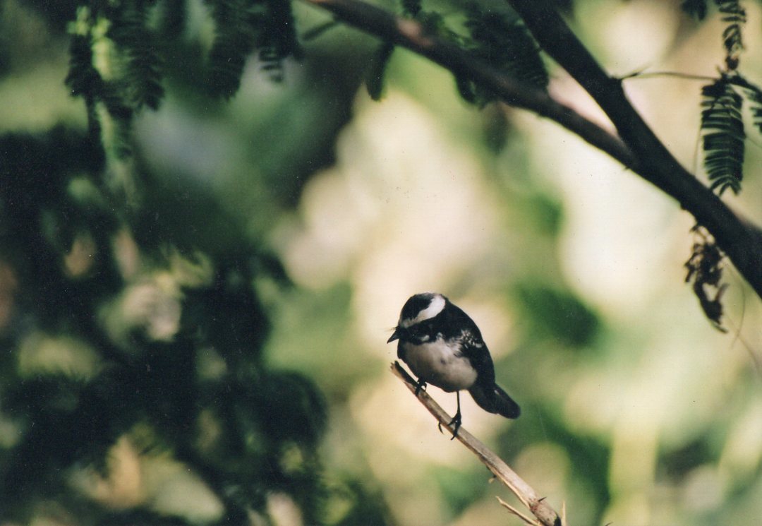 White-browed Fantail