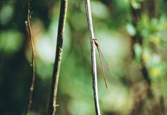 Ceriagrion olivaceum
