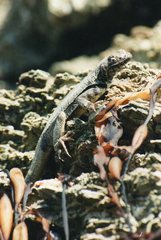 Microlophus peruvianus