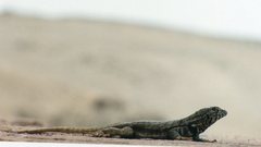 Microlophus peruvianus