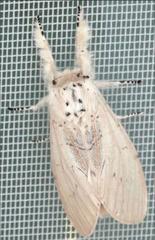 Cerura