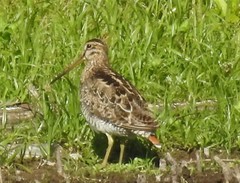 Gallinago hardwickii