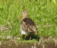 Gallinago hardwickii