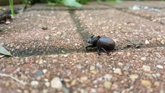 Phanaeus triangularis