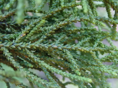 Lepidothamnus intermedius