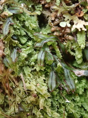 Hymenophyllum armstrongii
