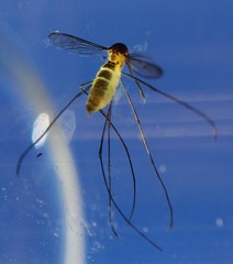 Wyeomyia mitchellii