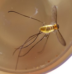 Wyeomyia mitchellii