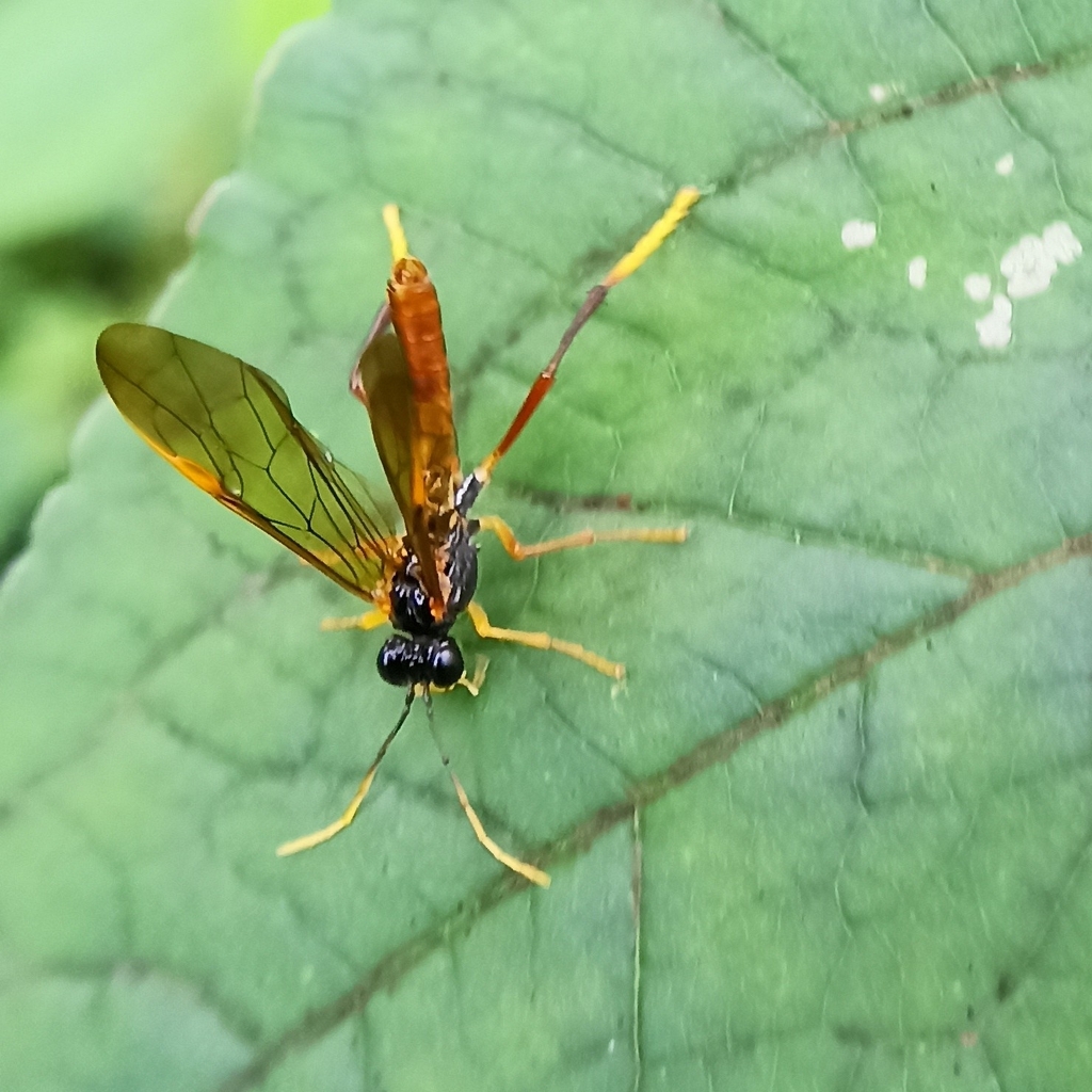 Tenthredo spinosa