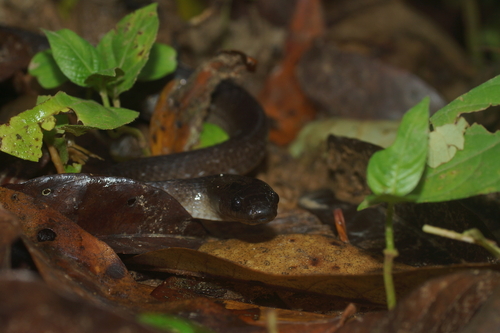 Bird's Head Peninsula Groundsnake