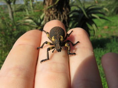 Brachycerus labrusca