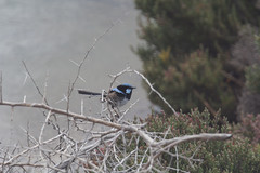 Malurus cyaneus