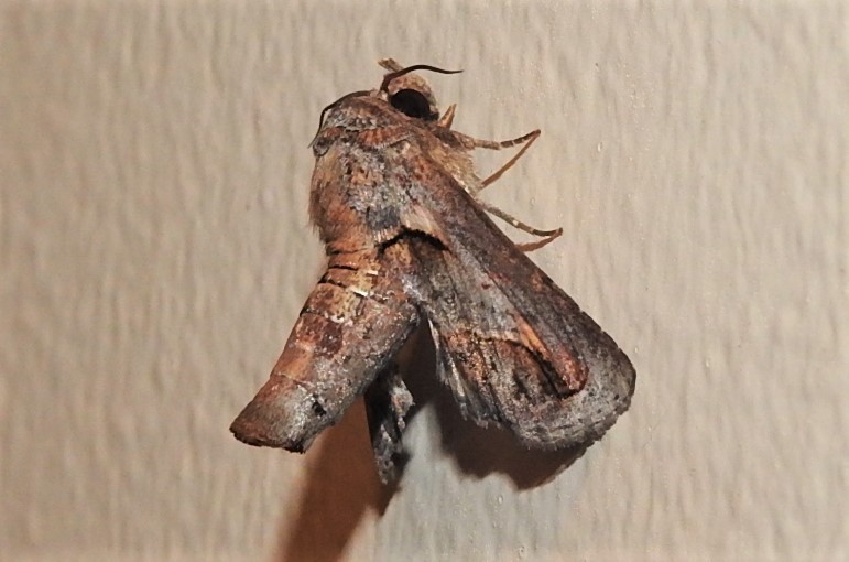 Paectes cyanodes