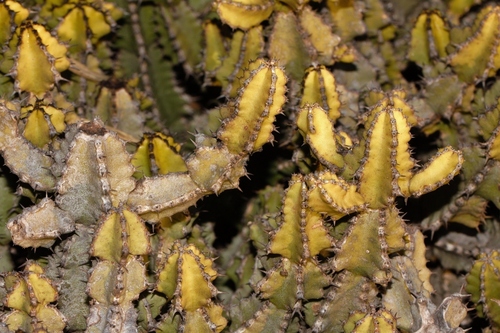 Euphorbia memoralis
