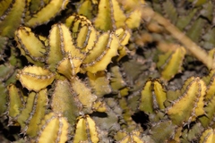 Euphorbia memoralis image