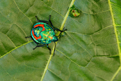 Tectocoris diophthalmus