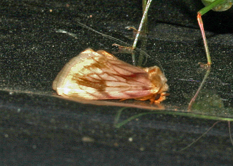 Cirrodes phoenicea