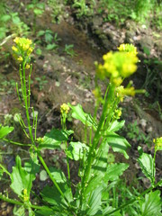 Barbarea stricta
