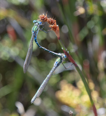 Austrolestes cingulatus