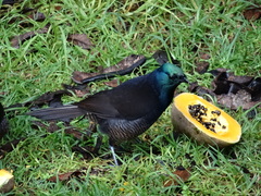 Astrapia mayeri