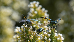 Castiarina insculpta
