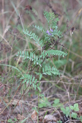 Vicia cassubica