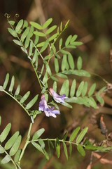 Vicia cassubica
