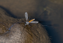 Ischnotoma rubroabdominalis