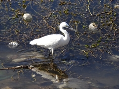 Egretta garzetta