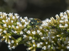 Castiarina insculpta