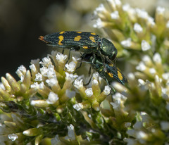 Castiarina insculpta