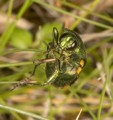 Castiarina insculpta