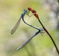 Austrolestes cingulatus